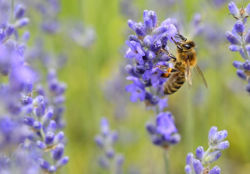 Pszczoła na kwiecie lawendy - Pasieka u Alfreda. Autorka zdjęcia: Katarzyna Judycka