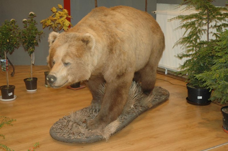 Wystawa: Pszczelarze w służbie człowiekowi