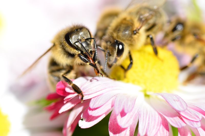 Pszczoła na kwiecie stokrotki - Pasieka u Alfreda. Autorka zdjęcia: Katarzyna Judycka