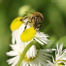 Pszczoła na astrze alpejskim. Autor zdjęcia: Szymon Kaczmarczyk