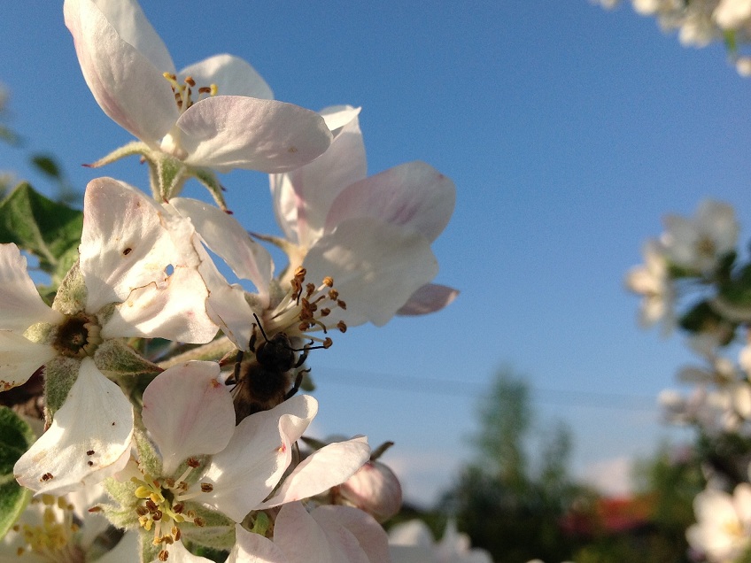 Pszczoła na jabłoni. Autorka zdjęcia: Ewa Balana