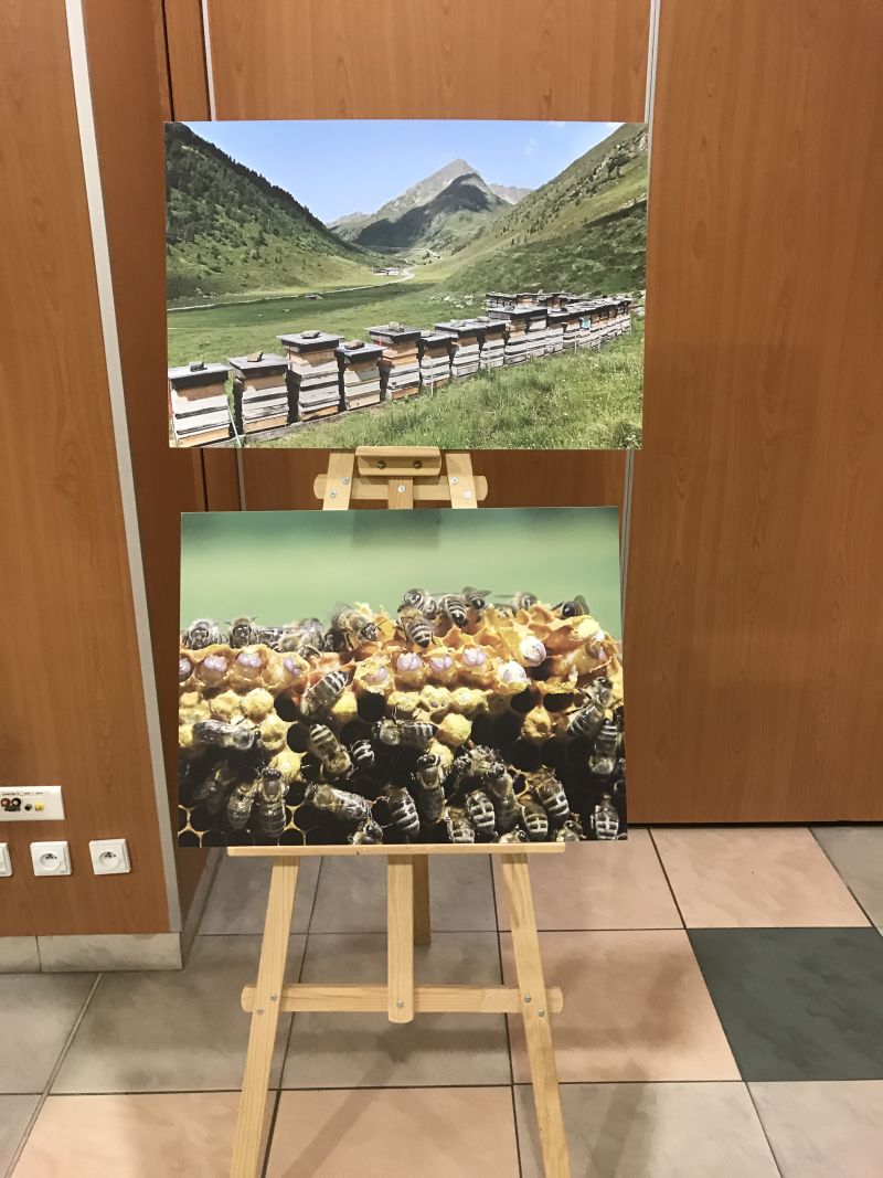 Zdjęcia Milana Motyki zaprezentowane 19 czerwca 2017 r. w Spale podczas Międzynarodowej Konferencji Bartniczej pn. Dekada Polskiego Bartnictwa. Autor zdjęć: Małgorzata Brendel