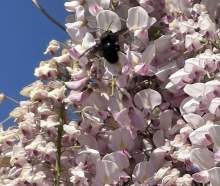 Zadrzechnia fioletowa widziana w dniu 29.05.2023 w okolicach Świdnicy.