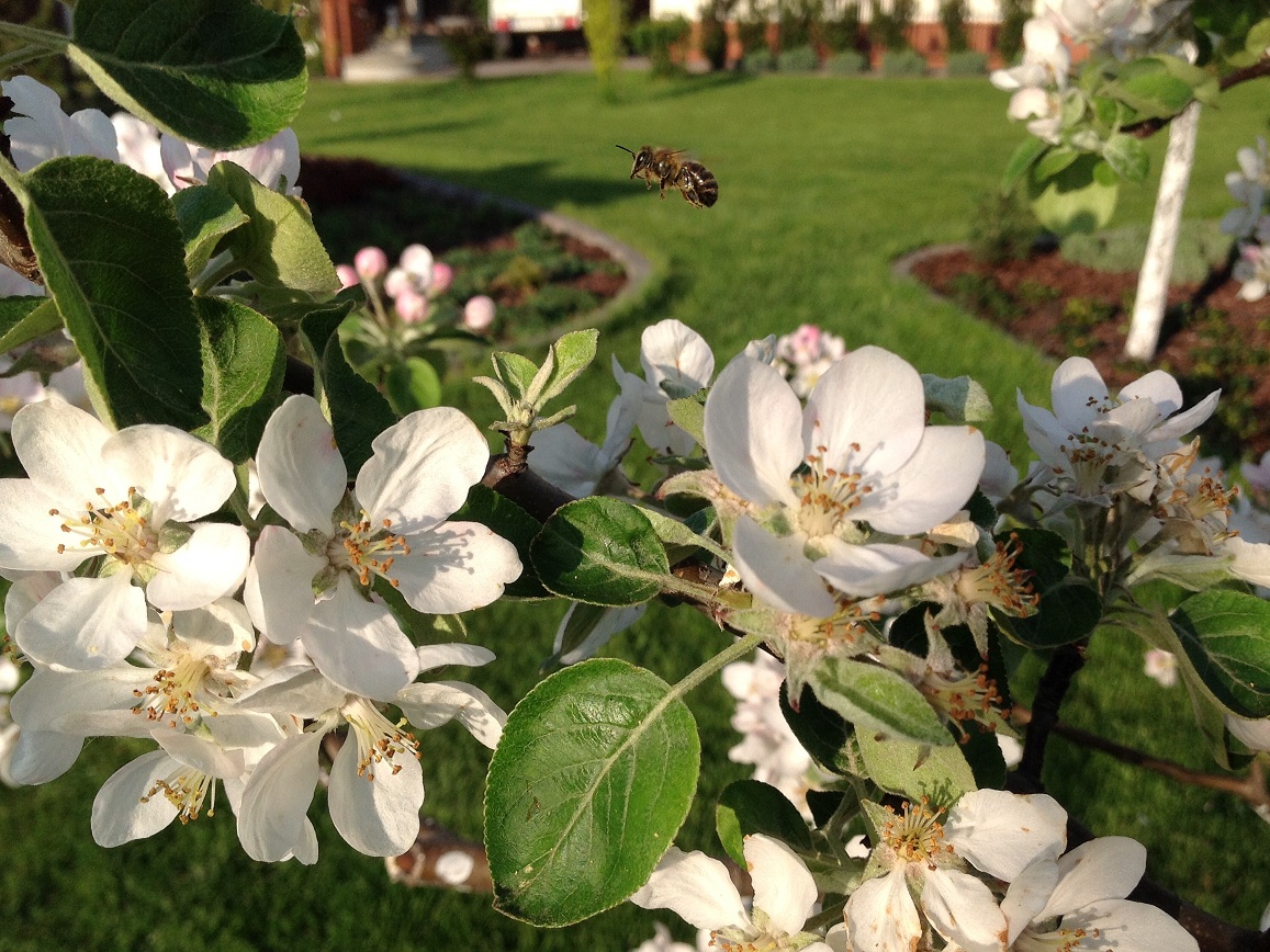 Pszczoła na jabłoni. Autorka zdjęcia: Ewa Balana