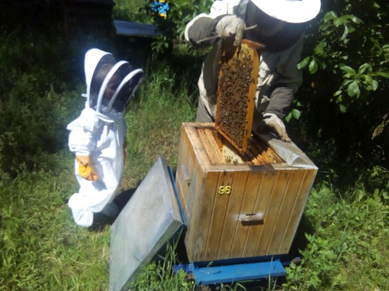 Pasieka Barbara i Edward Gołota