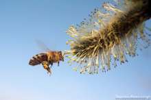 Pszczoła na kotkach topoli osice. Autor zdjęcia: Szymon Kaczmarczyk