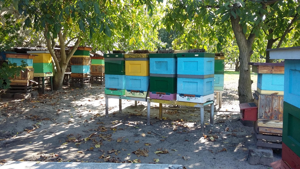 Pasieka Pszczelarska Ernest Ploh