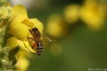 Pszczoła na dziewannie. Autor zdjęcia: Szymon Kaczmarczyk