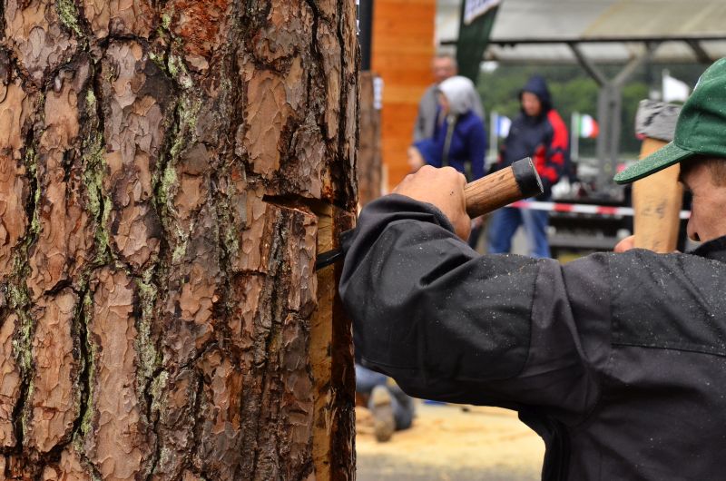 Barciowisko 2015. Autor zdjęć: Katarzyna Judycka (Pasieka u Alfreda).