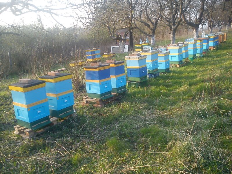 Skradzione ule w miejscowości: Gryfino (woj. zachodniopomorskie).