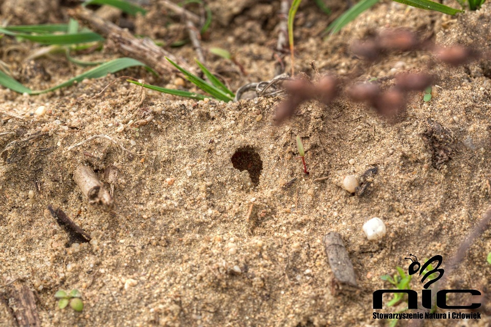 Piaszczysta skarpa na kopalni Górażdże. Źródło zdjęcia: naturaiczlowiek.org/nasze-akcje/112-quarry-life-award.