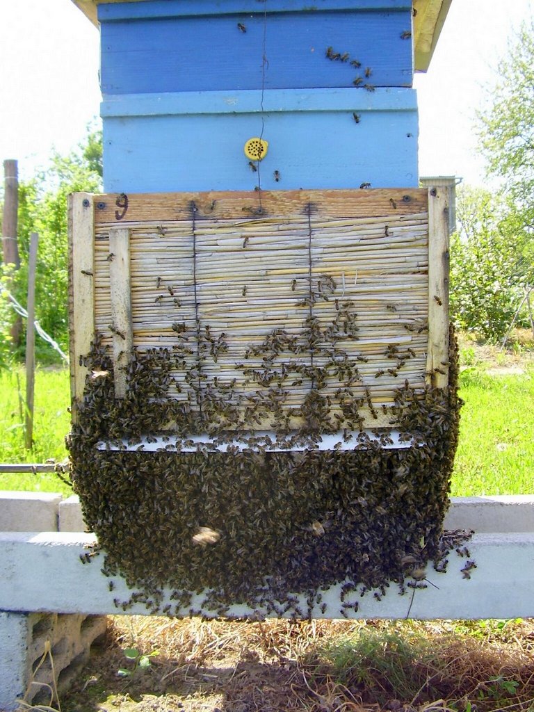 Pszczoły wyległy w bardzo gorący dzień. Autor: Tadeusz Kąkol