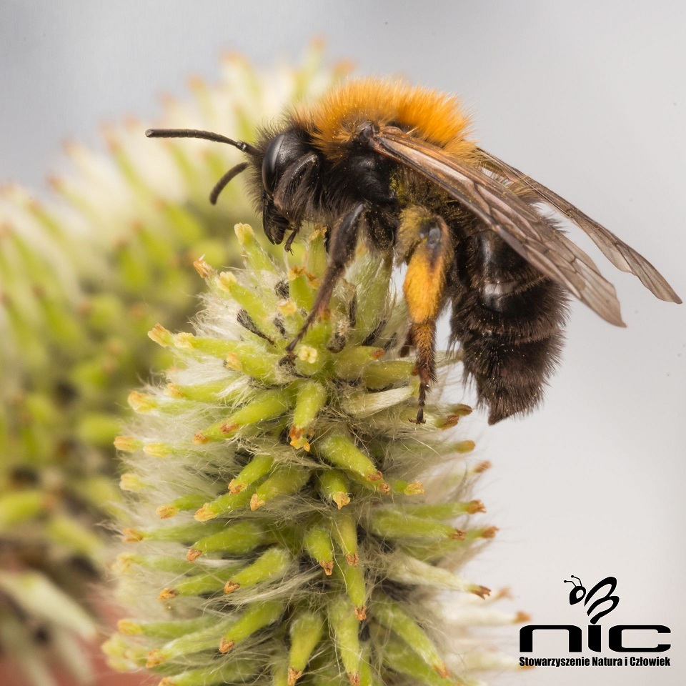 Pszczolinka. Źródło zdjęcia: naturaiczlowiek.org/nasze-akcje/112-quarry-life-award.