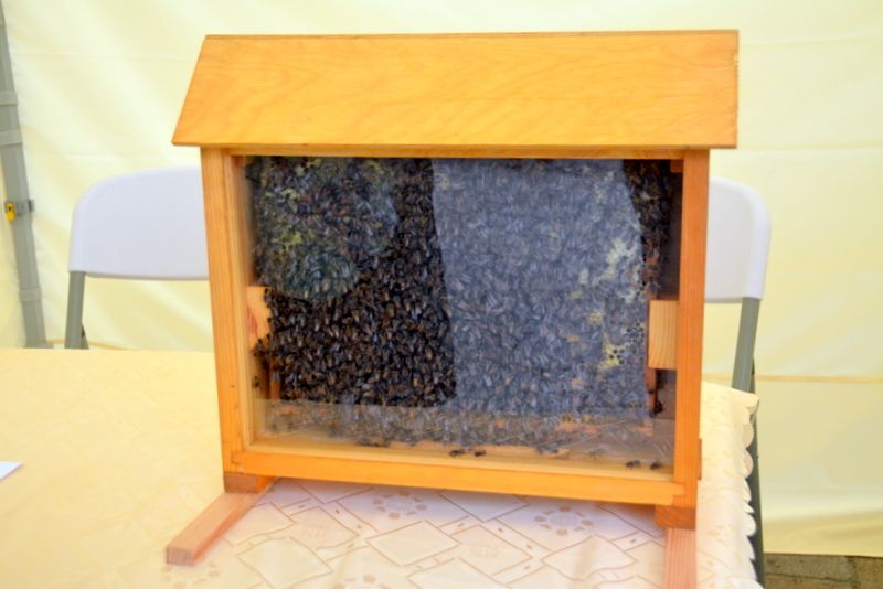 Ul z żywymi pszczołami podczas I Konferencji Pszczelarskiej w Brzesku (02.09.2017 r.). Autor zdjęcia: Marek Kotfis