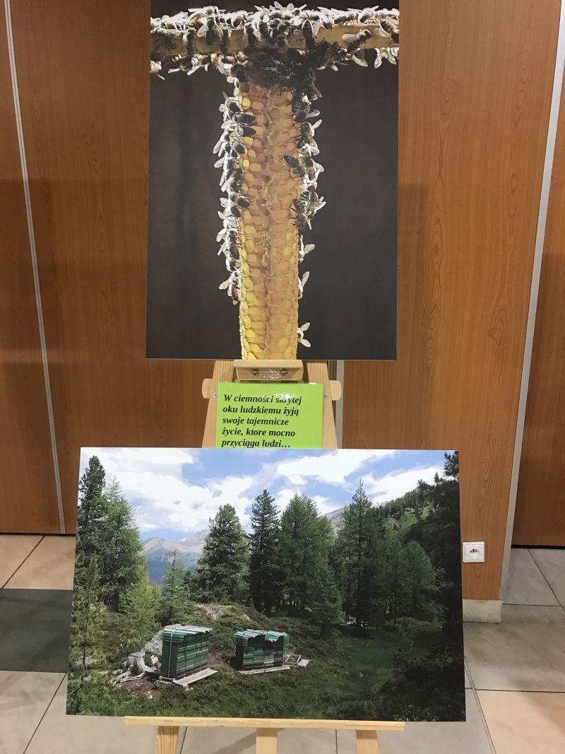 Zdjęcia Milana Motyki zaprezentowane 19 czerwca 2017 r. w Spale podczas Międzynarodowej Konferencji Bartniczej pn. Dekada Polskiego Bartnictwa. Autor zdjęć: Małgorzata Brendel