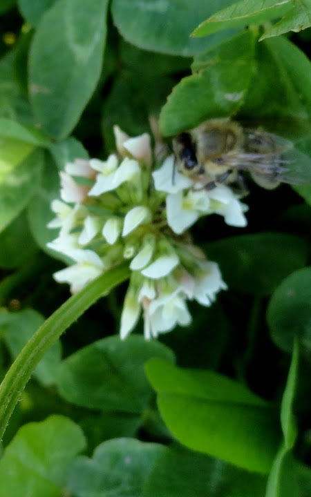 Koniczyna biała (Trifolium repens L.). Autor: Tadeusz Kąkol