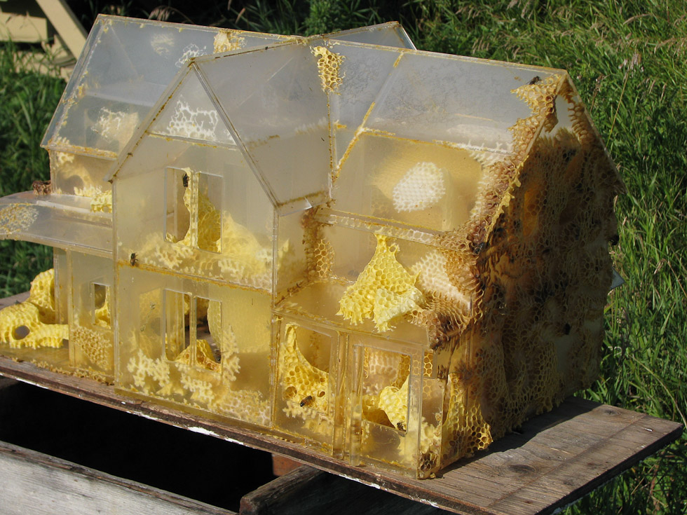 Domek z pleksiglasu odmieniony przez pszczoły. Autorka: Aganetha Dyck. Fotografia: Peter Dyck. Źródło: www.aganethadyck.ca Artystka udzieliła nam pisemnej zgody na publikację fotografii jej prac.