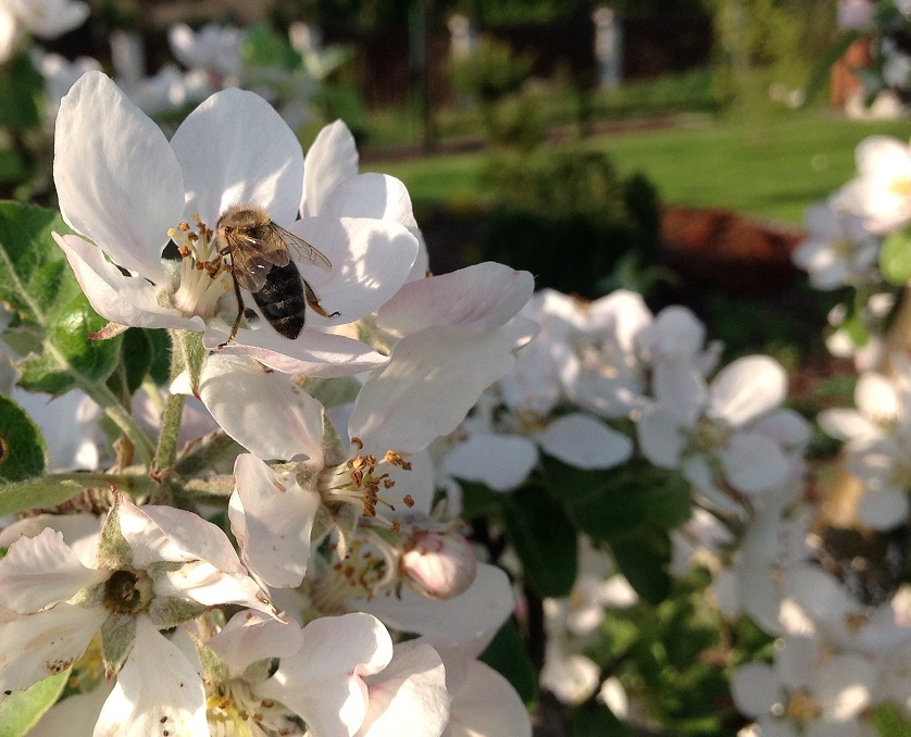 Pszczoła na jabłoni. Autorka zdjęcia: Ewa Balana