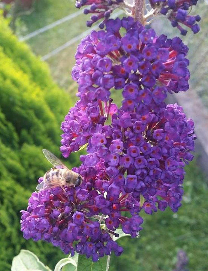 Pszczoła zbieraczka na pożytku. Autorka zdjęcia: Barbara Rutyna