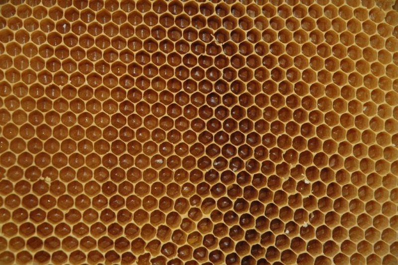 Wystawa: Pszczelarze w służbie człowiekowi