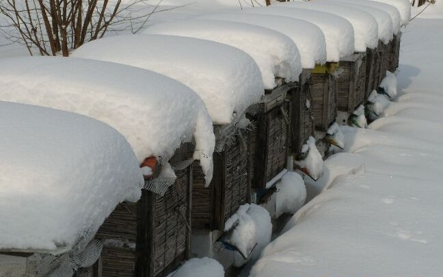 Ule zimą. Autor: Tadeusz Kąkol