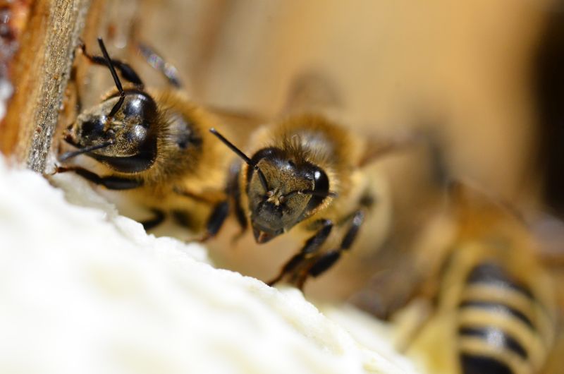 Pszczoły - Pasieka u Alfreda. Autorka zdjęcia: Katarzyna Judycka