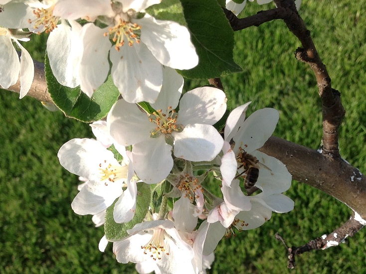 Pszczoła na jabłoni. Autorka zdjęcia: Ewa Balana