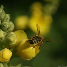 Pszczoła na dziewannie. Autor zdjęcia: Szymon Kaczmarczyk