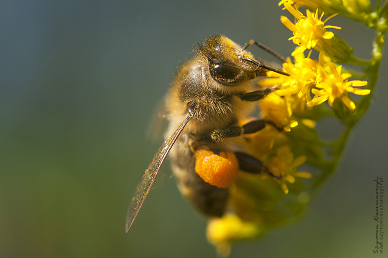 Pszczoła na nawłoci. Autor zdjęcia: Szymon Kaczmarczyk