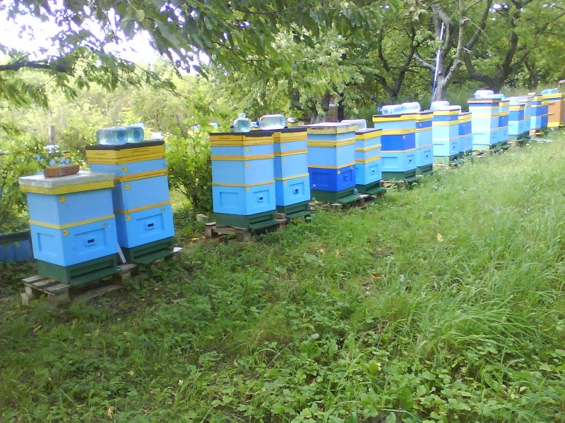 Skradzione ule w miejscowości: Gryfino (woj. zachodniopomorskie).