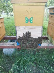 Przezimowane rodziny pszczele ramka wlkp. 550zł odbiór wiosna 2026