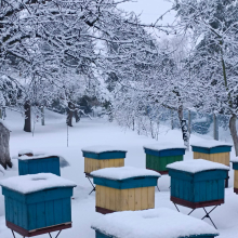 Sprzedam rodziny pszczele