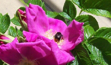 100 procent PSZCZELI MIÓD GRYCZANY. Inne miody też. Badania i certyfikat FSS