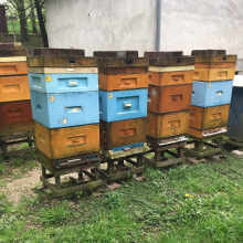 Rodziny pszczele na ramce wielkopolskiej 