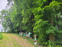 Zdrowe Przezimowane Rodziny Pszczele 2026 – Wielkopolska / WP | Lublin i oko