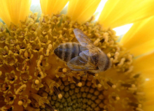 Sprzedam 5 rodzin pszczelich z ulami