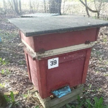 Rodziny Pszczele z Ulami