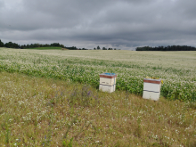 Sprzedam 10 rodzin pszczelich