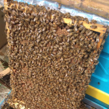 Sprzedam silne rodziny pszczele