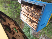 Sprzedam przezimowane rodziny pszczele