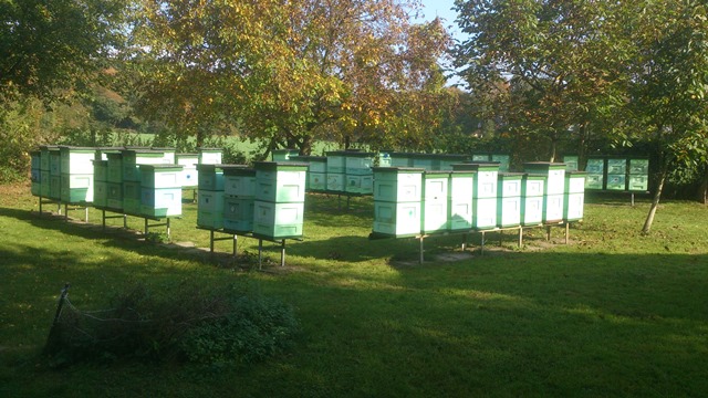 Kamil Piecuch Gospodarstwo Pszczelarskie Pasieka PIECUCH