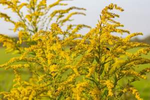 Czym zastąpić inwazyjne rośliny miododajne?