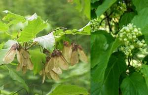 Klon tatarski - roślina miododajna